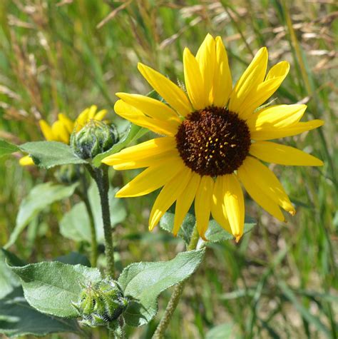 Common Sunflower Or Mirasol Photograph By Ed Mosier