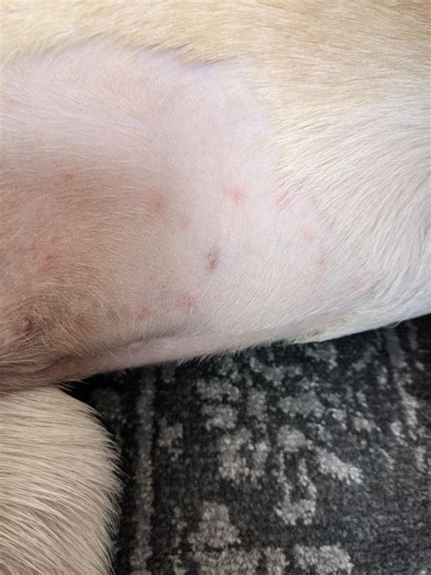 My Dog Has Several Red Spots On Belly With Bumps In The Middle Belly