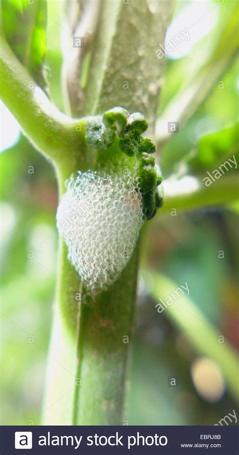 Froghoppers Spittlebugs Cercopidae Cuckoo Spit At Buddleja Germany