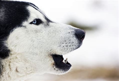 Siberian Husky Howling Stock Photo Image 18660980