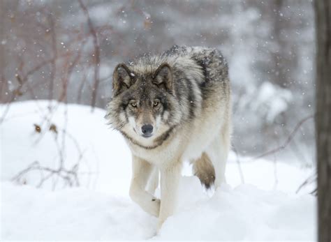 Gray Wolf Sightings In Colorado