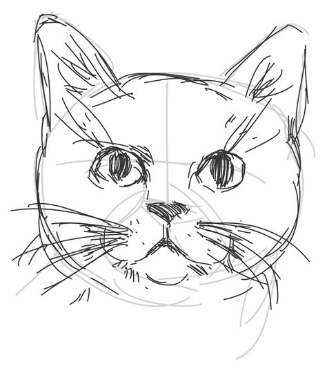 How To Draw A Cat Cat Drawing Tutorial Cat Drawing Animal Drawings