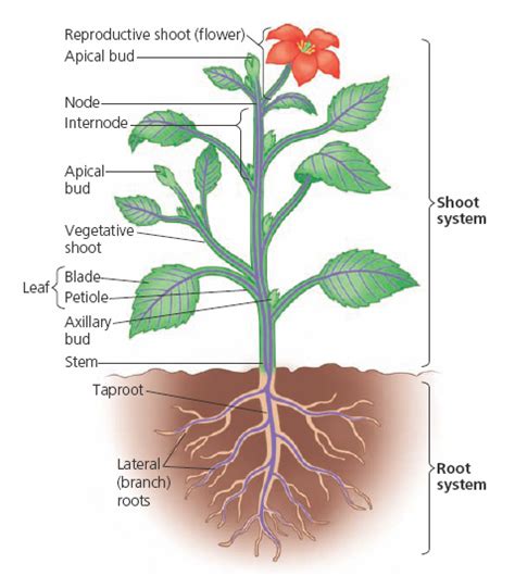 Neet Biology Morphology Of Flowering Plants Study Notes Elearning