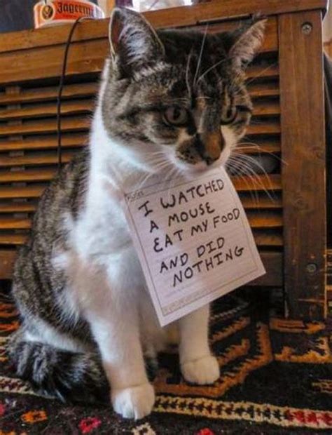 Stark exterminators provides pest control services for al, ms, nc and sc homes and business, including mosquito, fire ant and termite control. 78 best Bug and Pest Control Humor images on Pinterest | Ha ha, Funny stuff and Funny things