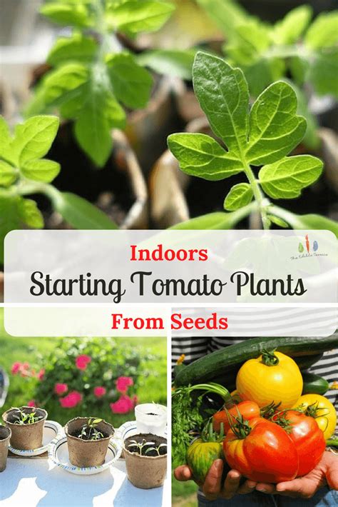 What size, space, and flow rate should be used for tomatoes? Starting Tomato Plants From Seeds Indoors Is Easy ...