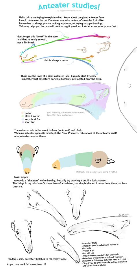 Realistic Anteater Anatomy Sketch