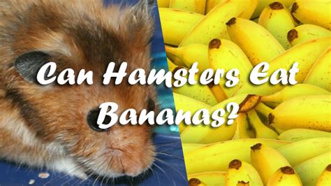 In particular, we are interested in their water, acidic source google. Can Hamsters Eat Bananas? | Pet Consider