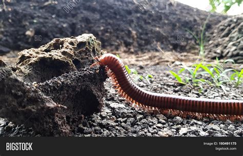 Mating Millipede Image And Photo Free Trial Bigstock