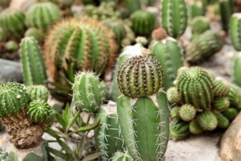 Examine Cacti Biocircuits Outreach