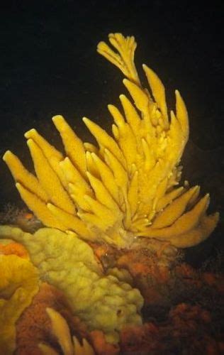 ˚bush Sponge Antarctic Sea Plants Antarctic Reef Sponge Fan