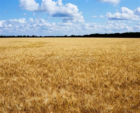 Golden Wheat Field Ready For Harvest Llandscape With Blue Sky And