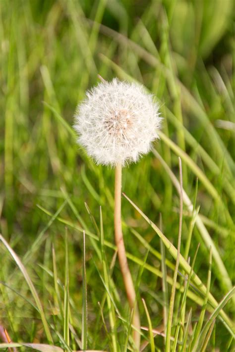 Free Images Landscape Nature Lawn Meadow Dandelion Prairie