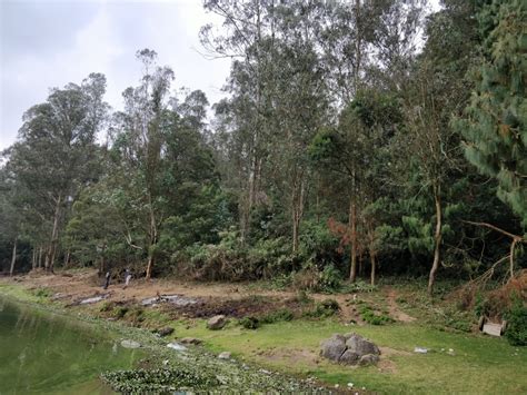 Tamilnadu Tourism Pine Forest Shooting Spot Ooty Nilgiris