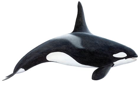 Killer Whale Orca