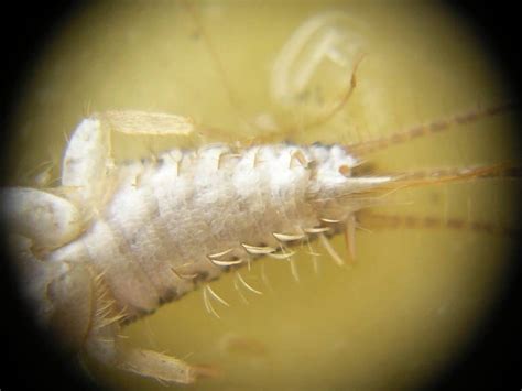 Are Silverfish Bad The Answer Surprised Me School Of Bugs