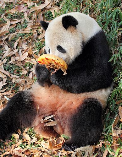From the Files of Unexpected Email Subject Lines – “Giant Panda Update