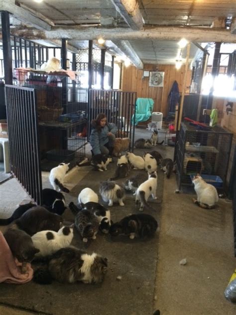 Thank you for considering adoption! Pets for Adoption at Refuge Chat-Va-Mieux Shelter, in ...