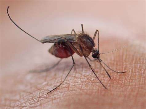 There Is A Special Type Of Mosquito That Lives On The London