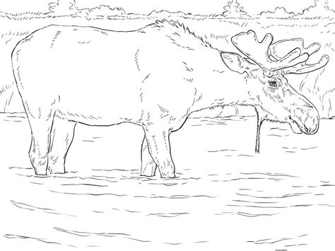 Moose Coloring Pages - Free Printable Coloring Pages for Kids