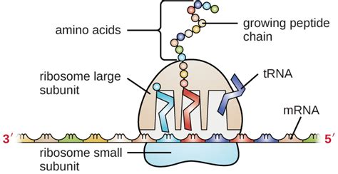 Control of mrna translation allows for relatively rapid modulation of protein synthesis from the existing transcriptome. Rna as hereditary information By OpenStax (Page 2/9 ...