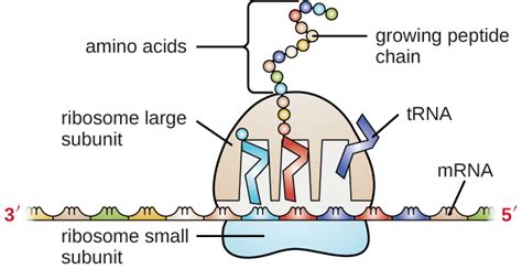 Ribosomes consist of two parts, a large subunit and a small subunit. Structure and Function of RNA · Microbiology