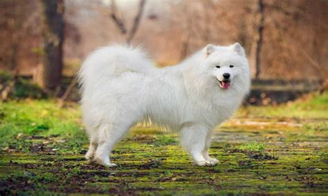 8 Big Fluffy Dog Breeds Foreblog