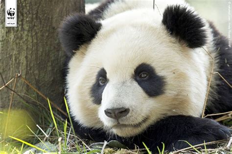 Giant Success For Giant Pandas Ecowatch