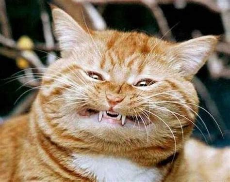 I hope they inspire you. Funny Crazy Cats New Photos | All Funny