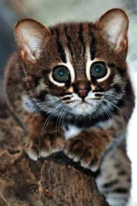 rarest cat breeds   world check   rarest cat breeds   world  top
