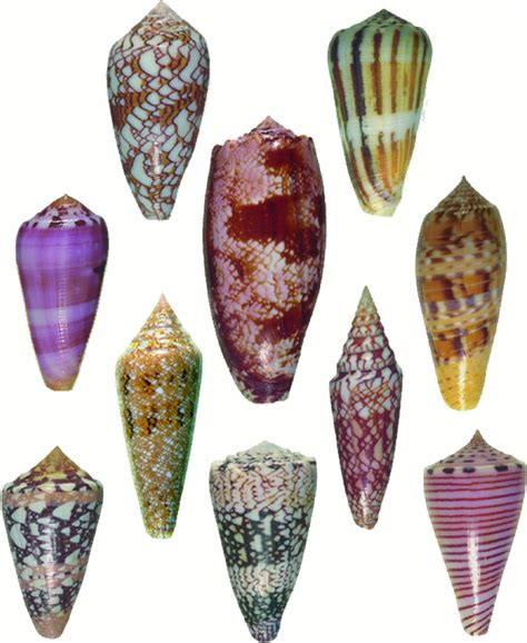 Six Different Types Of Seashells On A White Background