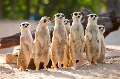Meerkat Facts The Small And Mysterious Animal The Preschoolers Connect