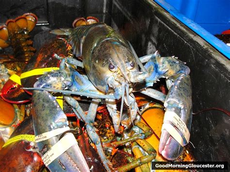 Blue Lobster Landed At Captain Joe And Sons Good Morning Gloucester