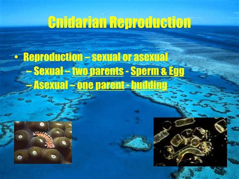 Ppt Phylum Cnidaria Powerpoint Presentation Free Download Id772141