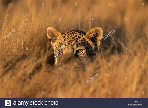 Leopard Hiding High Resolution Stock Photography And Images Alamy