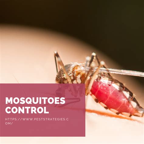 Study these 6 cost effective pest control products to uproot the buzzing bugs. One of the most dangerous insects on the planet are mosquitoes. Keep your home mosquito free ...