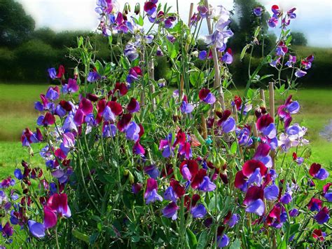 Lathyrus Odoratus Sweet Pea World Of Flowering Plants