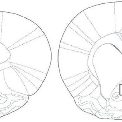 The scalable brain atlas does not own any of its templates. Diagrammatic representation based on the rat brain atlas ...