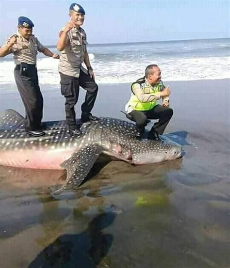 Maybe you would like to learn more about one of these? Viral Foto Ikan Hiu Diinjak 3 Polisi, Ini Fakta-Fakta di ...