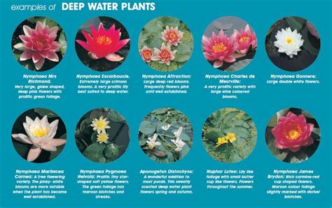 Water Lilies Uk Grown How To Plant World Of Water