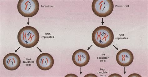 Cikgu Naza Biology Form 4 The Haploid Cells