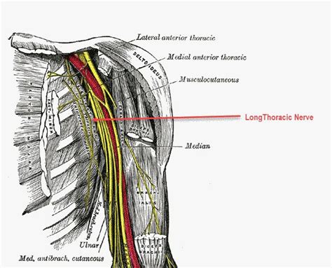 The Long Thoracic Nerve Is A Pure Motor Nerve That Arises From Anterior