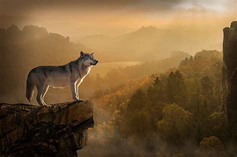 Royalty Free Photo Gray Fox Standing In Mountain Cliff Pickpik