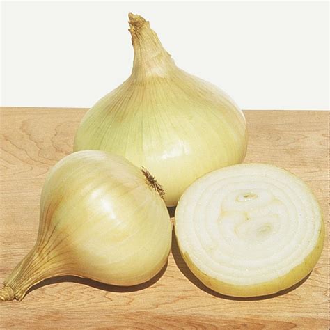 Yellow Granex Hybrid Onion Gurneys Seed And Nursery Co