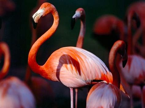 Flamingos are a familiar sight even to those who have never seen one in real life. Greater Flamingo
