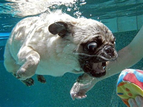 Funny Pug Swimming In The Pool Мопс купается в бассейне Youtube