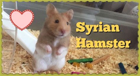Syrian Hamster Care Facts Colors Life Span Shorthair And Longhaired