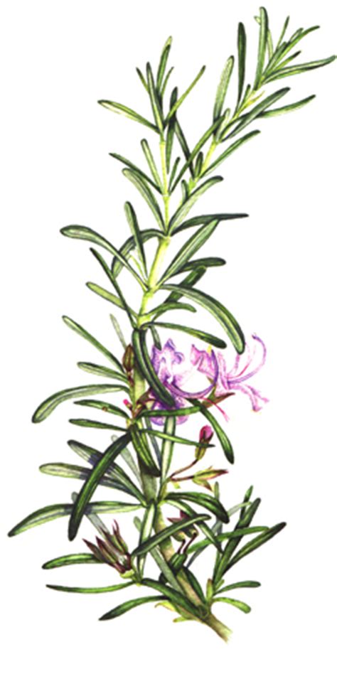 Botanical Illustration Compound And Simple Leaves Lizzie Harper