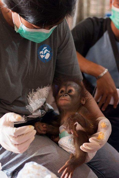 Infant Orangutan Clings To Rescuers Hands After Being Found Alone