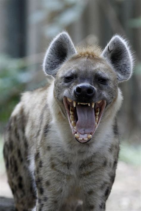 Never Thought Id Ever Get To Pet And Love On A Hyena Until