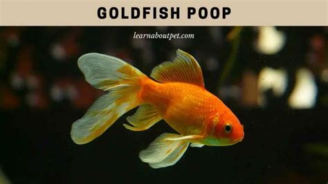 Goldfish Poop Do Goldfish Poop And Pee 9 Clear Health Facts